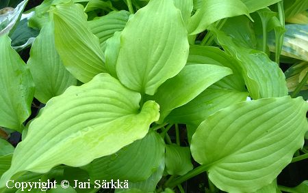 Hosta Tarhafunkia-Ryhm 'Nameoki', jalokuunlilja